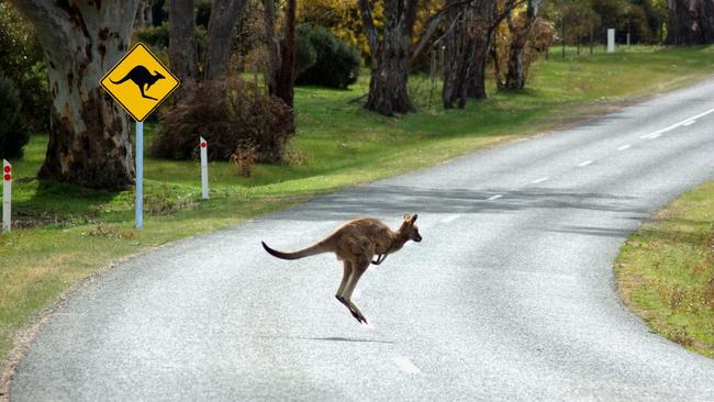 Heathcote roads are the deadliest for wildlife in Victoria. Picture: AAMI 