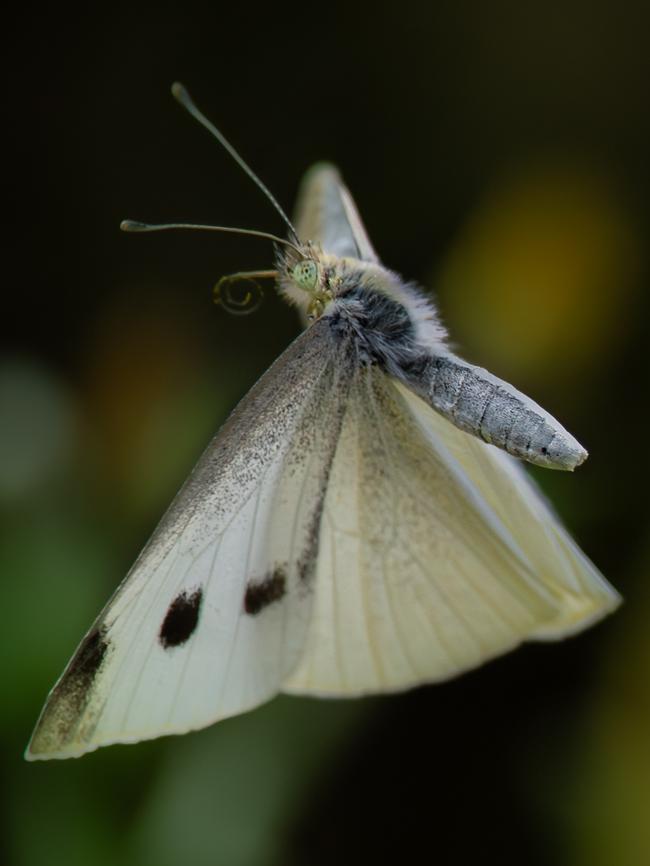 The butterflies shouldn’t be a problem, but the caterpillars they emerge from may be. Picture: Shaun Viljoen