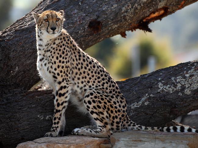First look at the lion and cheetah enclosures inside Sydney Zoo in Bungarribee in Sydney's west, the first zoo to open in Sydney in over 100 years. Male Cheetahs Akiki and Obi get familiar with their new surrounds. Picture: Toby Zerna
