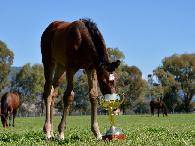 A future champion? Unnamed foal - by Zoustar out of Locket - with the Emirates Melbourne Cup.