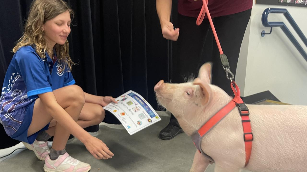 Penelope the Pig is proof that therapy animals in schools help lift attendance rates.