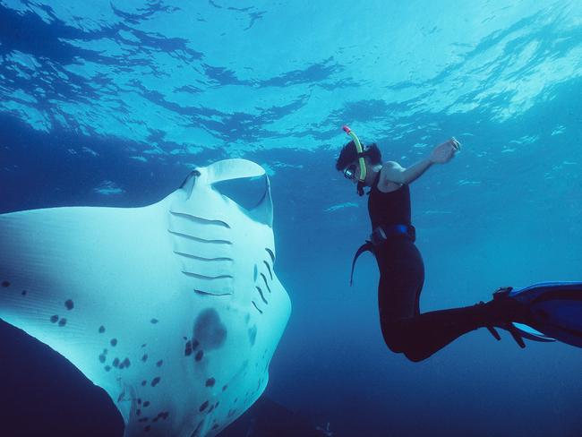 Manta rays of North Stradbroke Island, Queensland. Picture: David Biddulph.