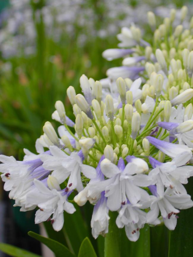 Agapanthus ‘Maxsie’