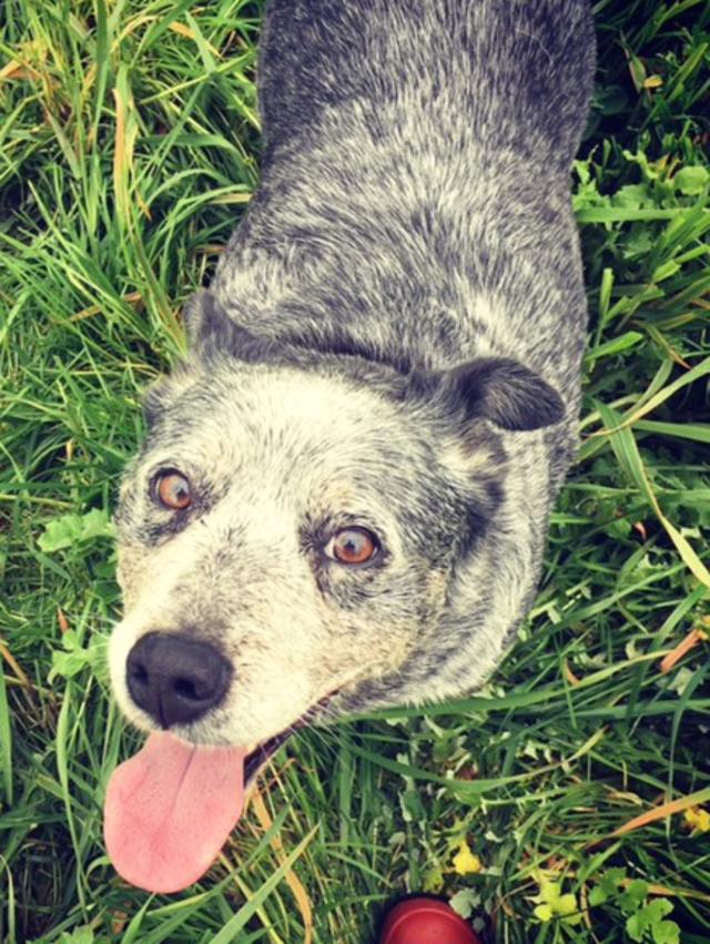 Hello: 11-year-old Blue Heeler Molly.