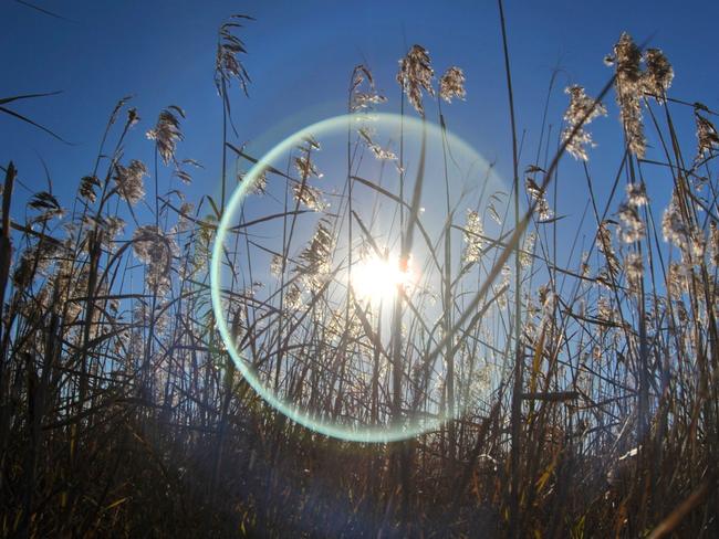 A field of dry, brown grass at Bli Bli taken in between jobs. Sometimes it's great not having to photograph people. Many of my favourite photos have been taken looking in to the sun. Great for silhouettes and getting some unexpected lens flare.Photo Brett Wortman / Sunshine Coast Daily