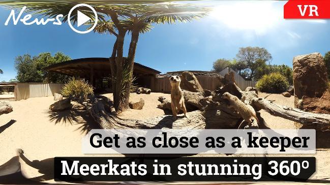 Meerkats in stunning 360 degree video