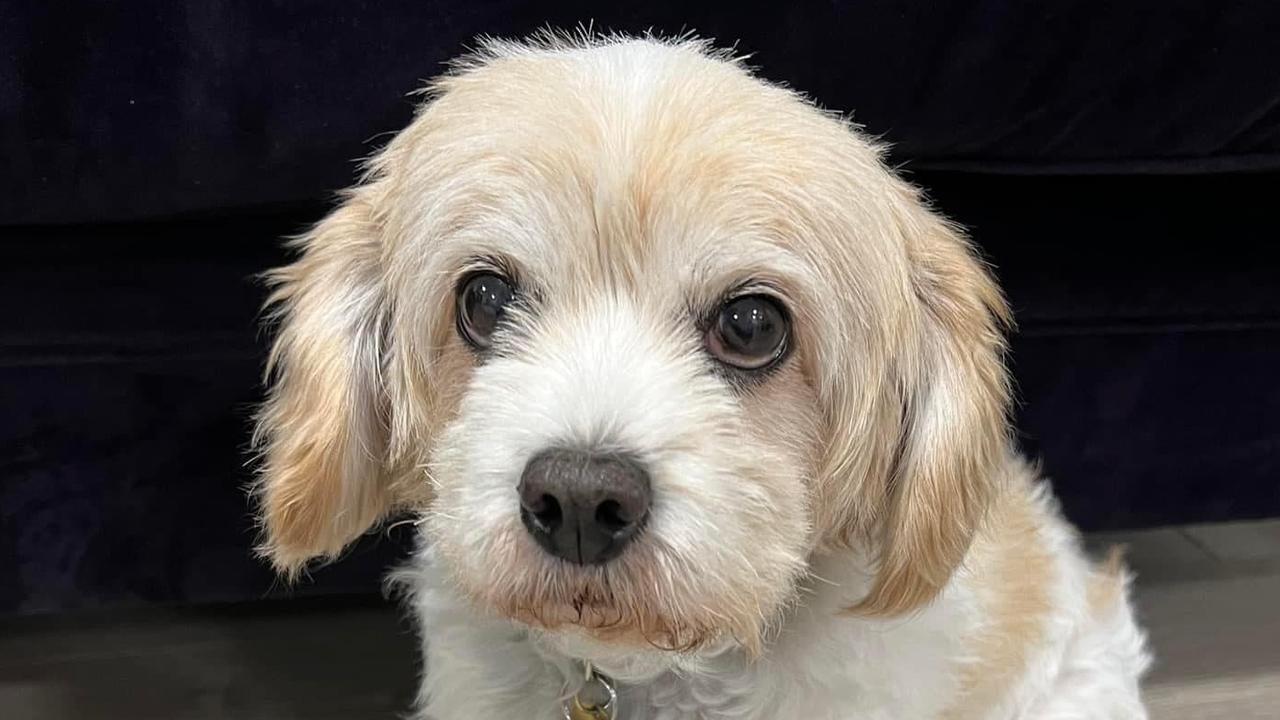 15-year-old cavoodle Kevy was killed after he was mauled by two other dogs. Picture: Victoria Police