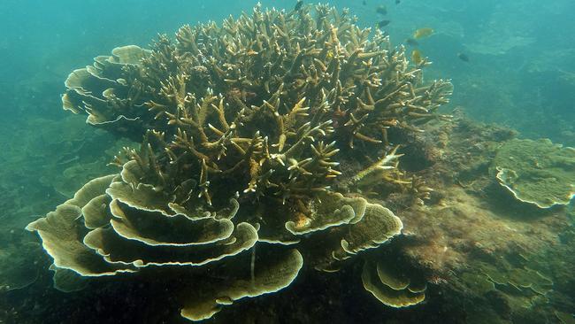 Healthy coral off Magnetic Island