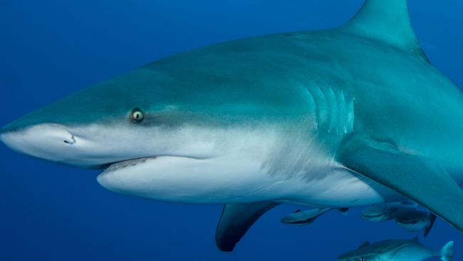 Bull shark with remoras, or ‘suckerfish’, attached. Picture: Ryan Daly.