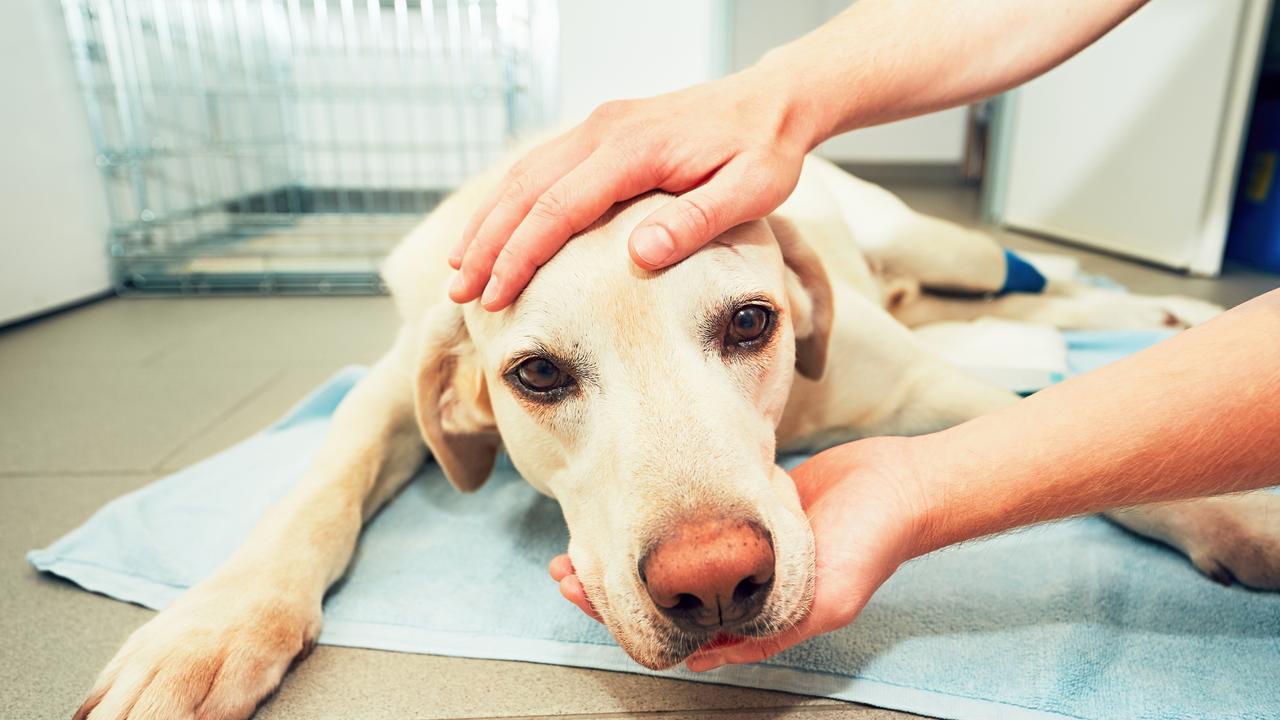 Brisbane dog owners on high alert after suspected baitings The