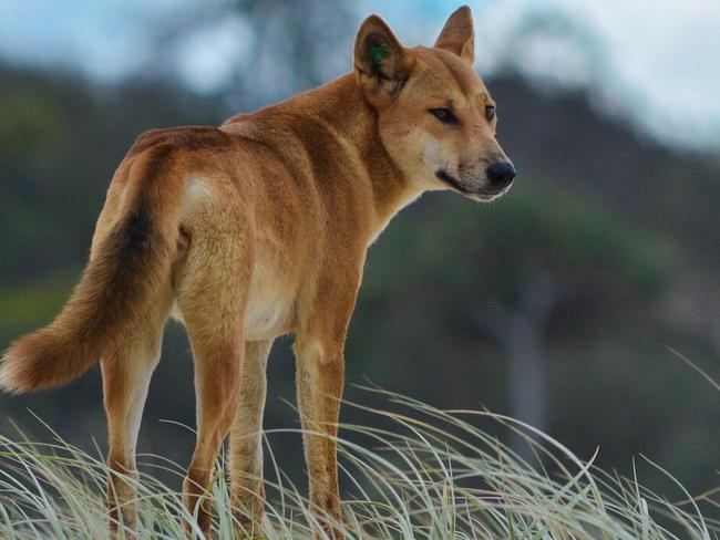 ESCAPE: Dog, Dingo, Wolf, Wildlife, Australia, Sand, Beach, Wilddog. Picture: Istock