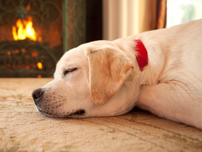 A yellow Labrador Retriever puppy sleeping in front of a roaring fire.