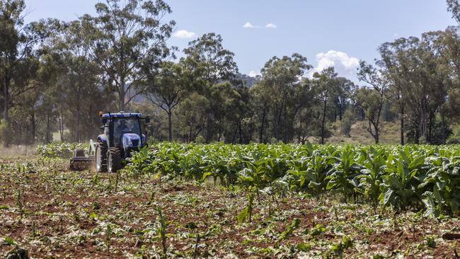 Police have raided an illegal tobacco plantation in the central west of New South Wales. Picture: NSW Police.