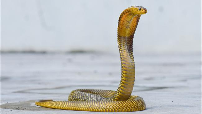 The Cobra uranium project is estimated to host 15.6Mt at 260ppm U308 for 9Mlb U308. Pic: via Getty Images