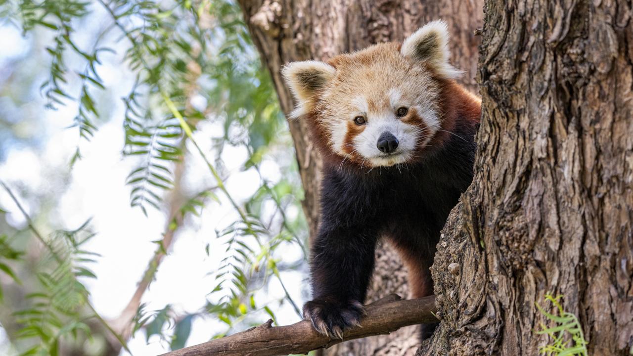 Roshani the red panda is back enjoying life at Melbourne Zoo after a thorough health check by vets. Picture: Zoos Victoria