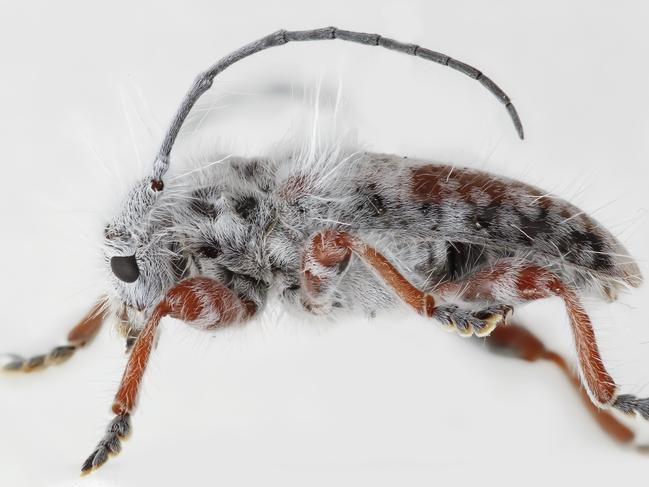 A University of Queensland researcher has discovered a new species of fluffy longhorn beetle while camping in the Gold Coast hinterland. Picture: Lingzi Zhou, Australian National Insect Collection