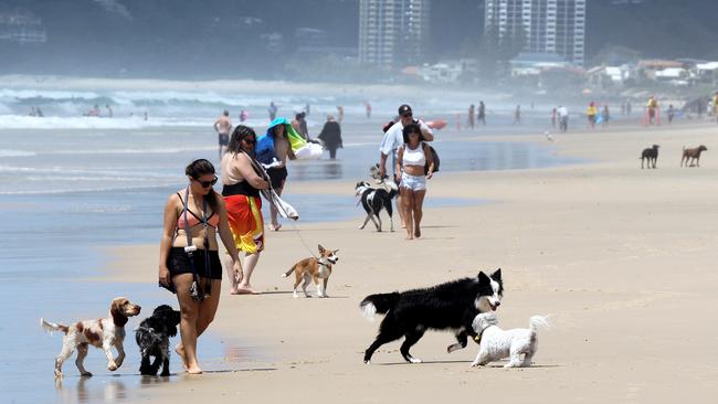 The popular dog beach at Tallebudgera, north of the flagged area. Picture: Mike Batterham.