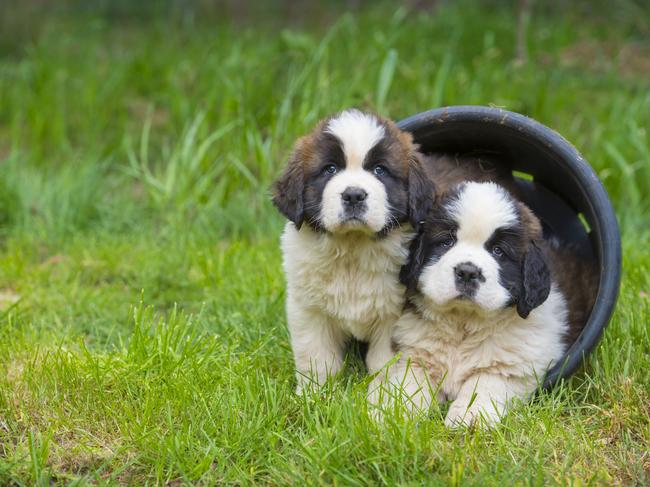 DOGS: DOGS CALENDAR 2019. DOGBridie and James Papathanasiou's puppies on their farm at Mt William near Lancefield. Pictured: St. Bernard puppies.PICTURE: ZOE PHILLIPS