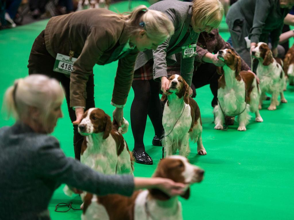 Welsh springer spaniel dogs are judged on the first day of the Crufts dog show at the National Exhibition Centre. Picture: AFP