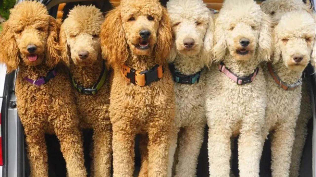 The poodles have been accused of being involved in multiple attacks. Picture: Go Fund Me