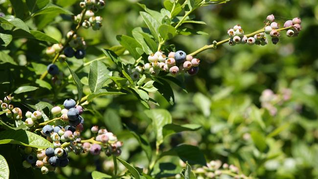 Blueberries have been loving council’s recycled water though the Hearnes Lake ecosystem has been less enthusiastic. Picture: Alison Wynd