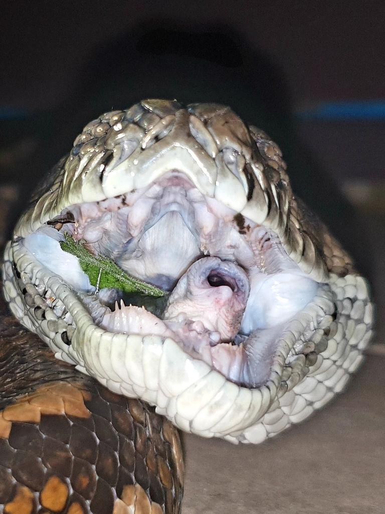 Gold Coast and Brisbane Snake Catcher Tony Harrison's best photos. Photo: Gold Coast and Brisbane Snake Catcher