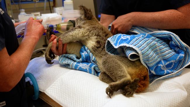 Sick koala being treated at Lismore's Friends of the Koala hospital. Photo: Friends of the Koala.