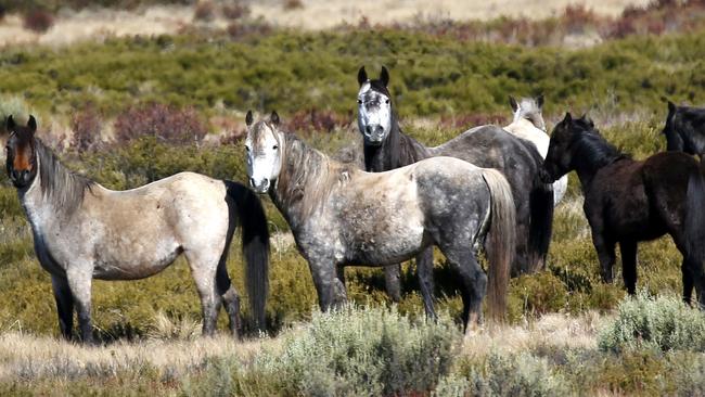 Cull prospect: Brumbies in the national park. <i>Picture: Stephen Cooper</i>