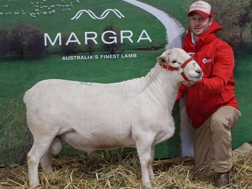 Ross Gilmore with the Ellingsens' Tattykeel Australian White ram, White Gold, which sold for an Australian record of $165,000.Picture: Stud Stock Sales