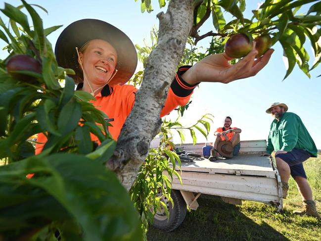 Region’s battling farmers faced with painful decision as worker crisis mounts