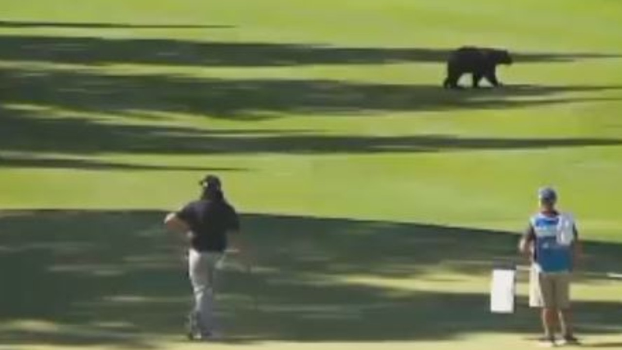 Golf news 2020, PGA Tour, bear, video, Barracuda Championship ...