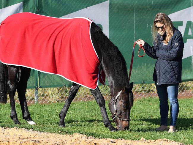 British horse Prince of Arran walks during early morning trackwork at Werribee today. Picture: William West/AFP