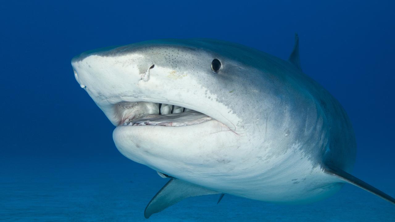 bandage at tiltrække død Shark catch numbers for Townsville and Magnetic Island | Townsville Bulletin