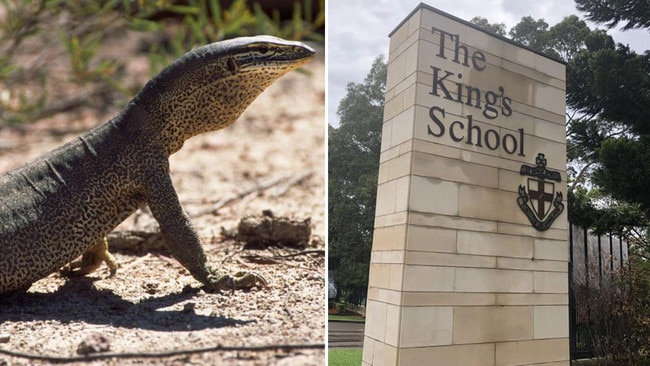 Police are investigating the killing of a goanna by King's School students during an end-of-term cadet camp.