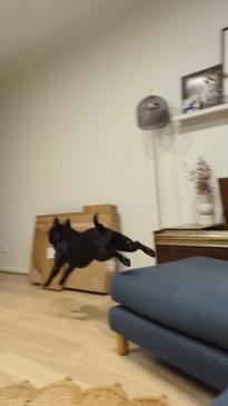 QLD dog loves to do zoomies around home