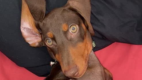 Winston (Winnie) the dachshund made the top seven in Dalby's cutest pup for 2023. Picture: Contributed.