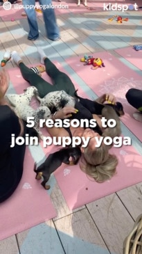 5 reasons to join puppy yoga