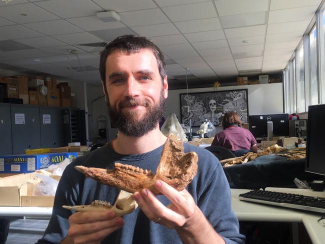 Dr Isaac Kerr holding a Protemnodon jawbone. Picture: Supplied/ FLinders University.