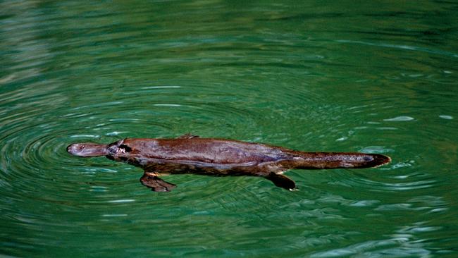 Resident are up in arms over drilling taking place near what they say is platypus habitat. Picture: File