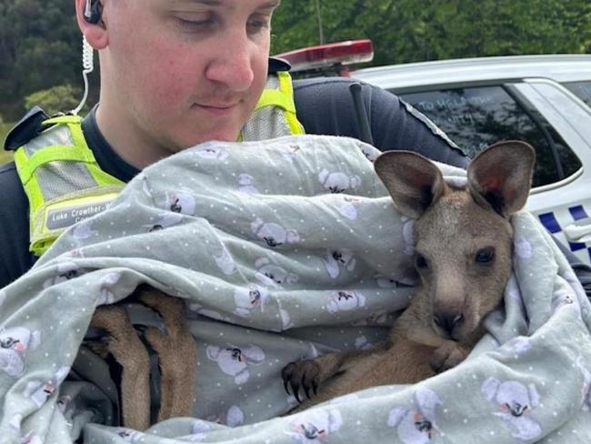 Surviving joey ‘Cardi’ with police officer, shared on Facebook page for Eyewatch – Cardina Police Service