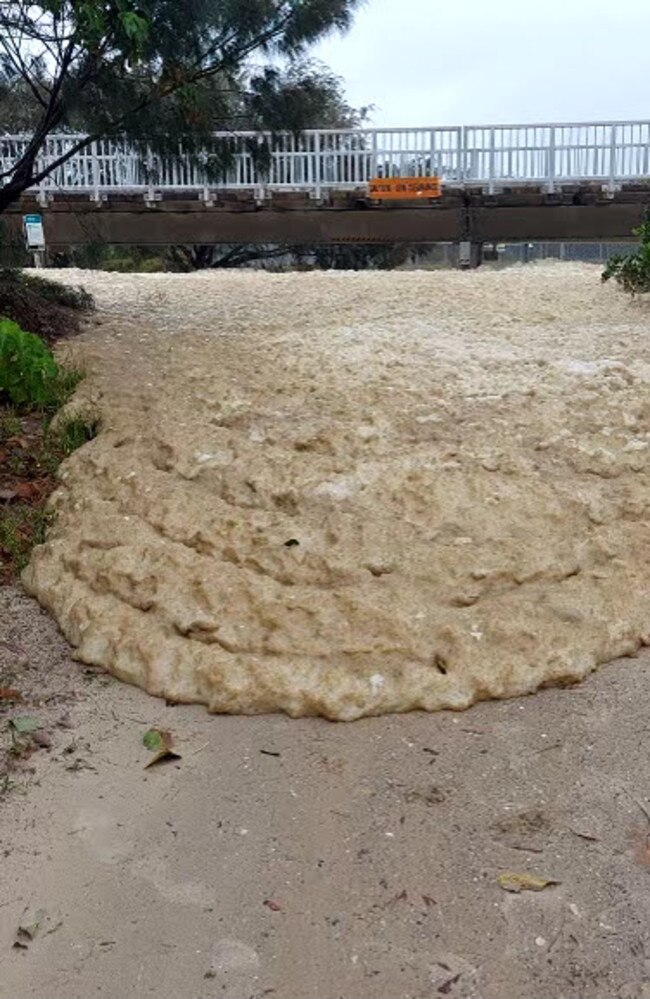 The dog became lost in the foam at The Spit. Picture: Bryce Rogers