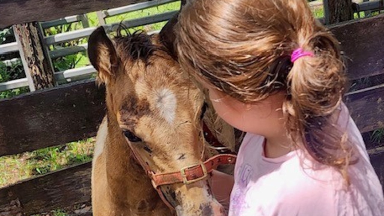 Former wild horse Gypsy’s foal Pebbles was born in captivity.