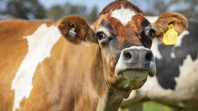 Rabobank’s senior analyst of dairy and consumer foods Michael Harvey said milk prices could start to settle over the next year. Picture: Zoe Phillips