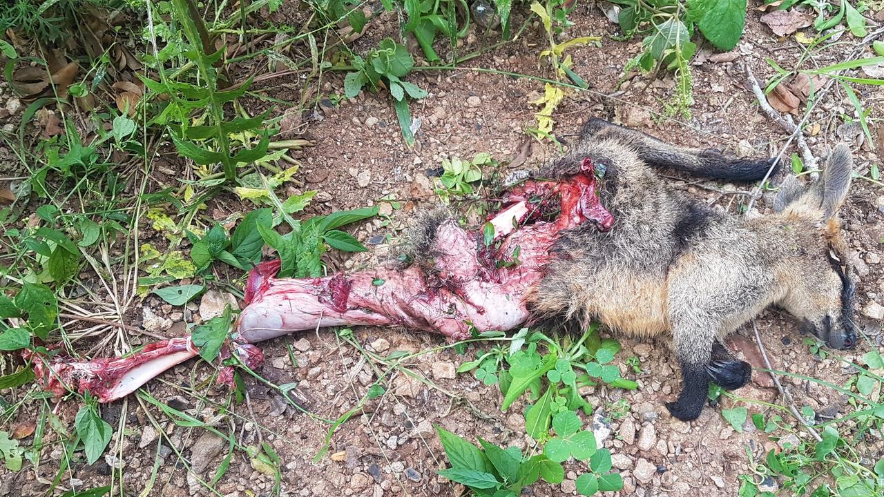 Co-ordinator for the Friends of the Escarpment Parks Redwood Park Care group, Hugh Krenske is urging dog owners not to let their dogs off leash when walking in Toowoomba escarpments and bushland parks after he came across the very fresh carcass of a young swamp wallaby last week. Photo: Courtesy of Hugh Krenske