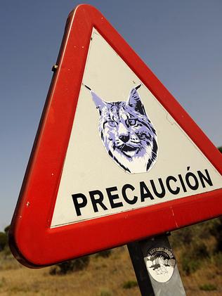 Warning signs ... Prey animals migrating due to climate change is threatening the survival of the Iberian lynx. Source: AFP