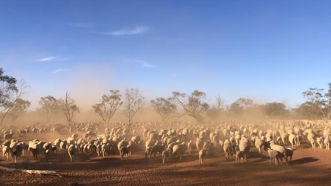 Jesse Moody says holistic grazing is possible in pastoral zones.