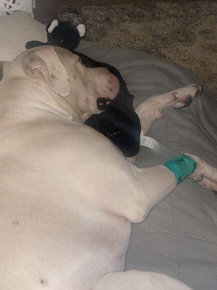 Kaos has spent the past few days resting at home after his trip to the emergency vet. Picture: Facebook. Picture: Facebook