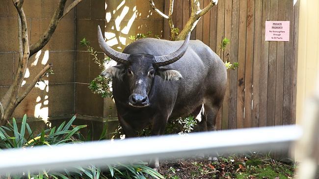 Naughty buffalo: The guilt shows on his face. Picture: Phil Hilllyard