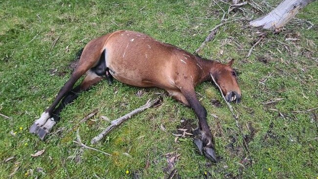 One of the many dead brumbies found over the holiday period at Nunniong. Locals are saying more needs to be done to catch and fine illegal spotlighters. Picture: Supplied