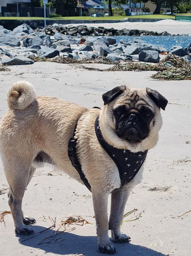 This is Marley. He lives in southport. Marley loves the beach and going for walks. He has such a fun loving personality and adores his mum, he loves to follow me everywhere and insists on sleeping on my head every night